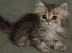 Sweet Gray Persian Tabby - Persian Kitten For Adoption - 