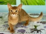 Alisa - Somali Kitten For Sale - Odesa, Odessa Oblast, UA