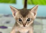 Edwin - Abyssinian Kitten For Sale - Odesa, Odessa Oblast, UA