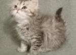 Friendly Silver Persian Tabby - Persian Kitten For Adoption - 