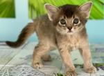Ellis - Somali Kitten For Sale