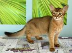Agatha - Somali Kitten For Sale