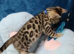 Knight - Bengal Kitten For Sale - Boston, MA, US