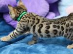 Tsarina - Bengal Kitten For Sale - Boston, MA, US