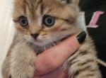 Paisley - Scottish Straight Kitten For Sale - Vernon Township, NJ, US