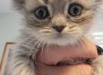 Luca - Scottish Fold Kitten For Sale - Vernon Township, NJ, US