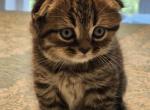 Loki - Scottish Fold Kitten For Sale - Vernon Township, NJ, US