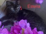 Estella - British Shorthair Kitten For Sale - WA, US