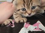 Meechi - Scottish Fold Kitten For Sale - Vernon Township, NJ, US