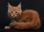 Tibet Maine Coon male red tabby - Maine Coon Kitten For Sale - Miami, FL, US