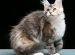 W'Rita Maine Coon female blue tortie silver tabby - Maine Coon Kitten For Sale - Miami, FL, US