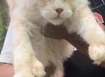 Red silver poly on all 4 - Maine Coon Kitten For Sale - Omaha, NE, US