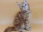 Viola Maine Coon female red tabby - Maine Coon Kitten For Sale - Miami, FL, US