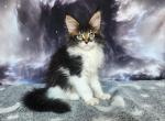 Tokarev Maine Coon male black ticked tabby bicolo - Maine Coon Kitten For Sale - Miami, FL, US