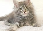 Floyd Maine Coon male blue tabby - Maine Coon Kitten For Sale - Miami, FL, US