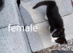 You decide what to call your kitten - Domestic Kitten For Adoption - 