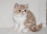 Aloiz Exotic male cream tabby bicolour - Exotic Kitten For Sale - Miami, FL, US