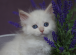 MIMOSA IZ TVERSKOGO KNYAZHESTVA - Siberian Kitten For Sale - NY, US