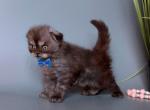 Raffy Scottish Fold male black smoke - Scottish Fold Kitten For Sale - Miami, FL, US