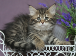 NADIN' IZ TVERSKOGO KNYAZHESTVA - Siberian Kitten For Sale - NY, US