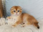 Moxie Scottish Fold female black golden chinchill - Scottish Fold Kitten For Sale - Miami, FL, US