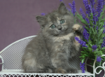 MEDUNITCA IZ TVERSKOGO KNYAZHESTVA - Siberian Kitten For Sale - NY, US