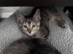 Diva - Domestic Kitten For Adoption - Grand Prairie, TX, US