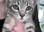 Darla - Domestic Kitten For Adoption - Grand Prairie, TX, US