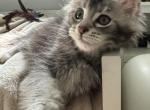 Alvin - Maine Coon Kitten For Sale - Hollywood, FL, US