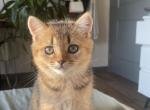 Teddy - Scottish Straight Kitten For Adoption - Los Angeles, CA, US