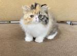 Peaches  is reserved - Persian Kitten For Sale - 