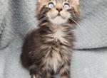 Mojito - Maine Coon Kitten For Sale - Rockford, IL, US