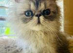 Sunny - Persian Kitten For Sale - West Palm Beach, FL, US