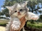 Sabrina - Maine Coon Kitten For Sale - 