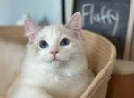 Fluffy - Ragdoll Kitten For Adoption - Chicago, IL, US