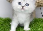 Scottish M Sofia Queen - Scottish Straight Kitten For Sale - Brooklyn, NY, US