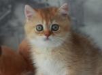 Ulrica British - British Shorthair Kitten For Sale - New York, NY, US