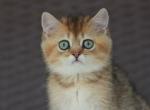 Uslada British - British Shorthair Kitten For Sale - New York, NY, US