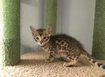 Summer Litter - Bengal Kitten For Sale - South Elgin, IL, US