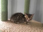 Arrow - Bengal Kitten For Sale - South Elgin, IL, US