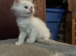 Lily - Ragdoll Kitten For Sale - Greenville, NC, US