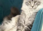 silver girl - Maine Coon Kitten For Sale - Brooklyn, NY, US