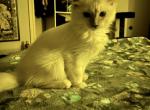 Henry Mittens - Ragdoll Kitten For Adoption - Plano, TX, US