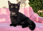 Jackie - Munchkin Kitten For Sale - Joplin, MO, US