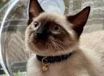 Maxim - Siamese Kitten For Sale - New York, NY, US