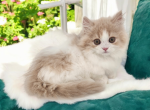 Duncan - Minuet Kitten For Sale - Joplin, MO, US