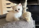 Kuzia - British Shorthair Kitten For Sale - San Mateo, CA, US