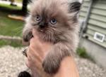 Boy blue - Himalayan Kitten For Sale - NH, US