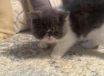 Blue and white boy - Exotic Kitten For Sale - Milford, CT, US