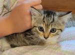 Boots - American Shorthair Kitten For Sale - 